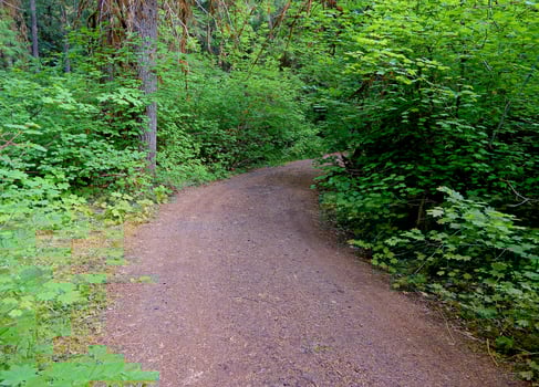 Forest Road by the South Umpqua River OR photo