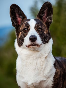 Brown Corgi Dog Shows Standard Stance And Portrait B Pet Training photo