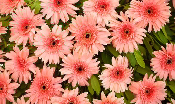 Colorful Live Romantic Flora Flowers and Leaves photo