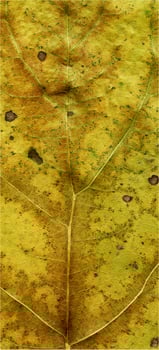 Natural Plant Leaves Macro photo