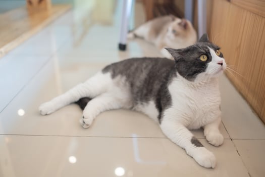 closeup shot of a cat on the ground, home animal photo