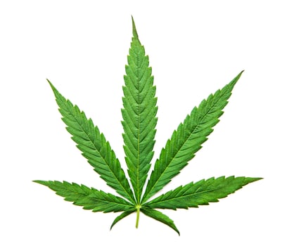 Green cannabis leaves on white background photo