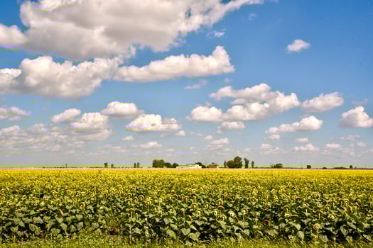 A SUNFLOWER FIELD UNER A BLUE CLOUD FILLED SKY photo
