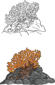 coral vector illustration sketch doodle hand drawn