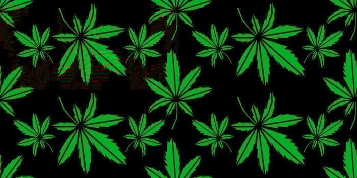 cannabis leaf seamless pattern colored vector