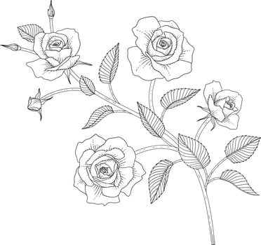 Hand drawn rose floral illustration. vector