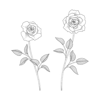 Hand drawn rose floral illustration. vector