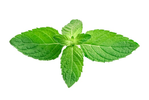 Mint leaf, Fresh raw Peppermint leaf isolated on white background. photo