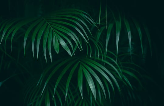 Tropical green leaf jungle background photo