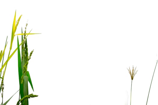 Wild green bush on white isolated background photo