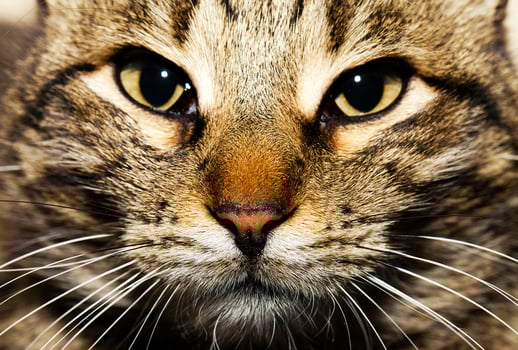 Sweet Animal Pet Cat photo