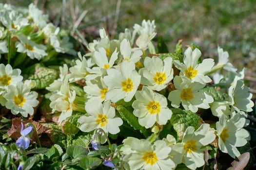 Closeup shot of blooming common primrose flowers photo