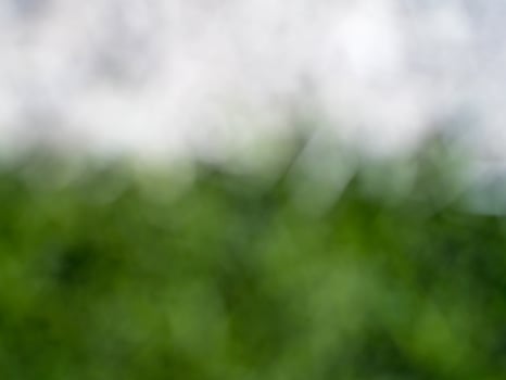 Trees and green leaves background in blur focus photo