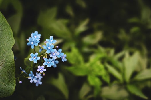 Forget-me-not flower. Summer bloom. Bokeh effect. Close-up. photo