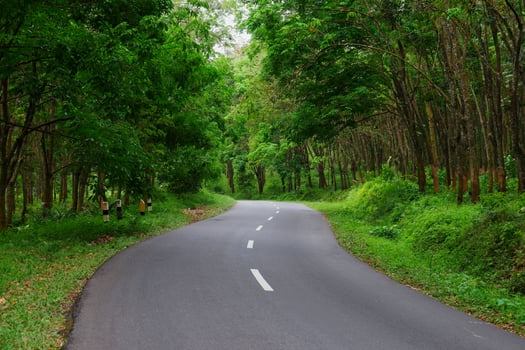 Beautiful road and tree view photo