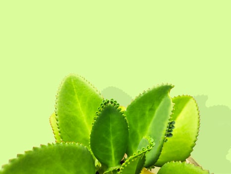 Kalanchoe Brasiliensis Cambess Plants photo