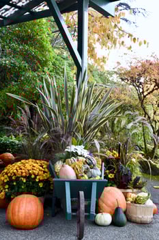Thanksgiving Pumpkins and Gourds photo