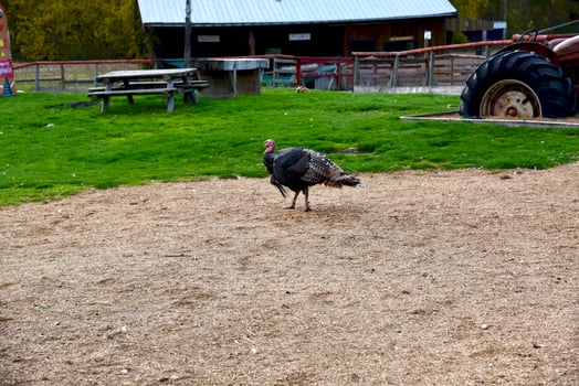 Thanksgiving Turkey on the Farm photo