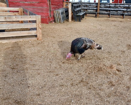 Thanksgiving Turkey on the Farm photo