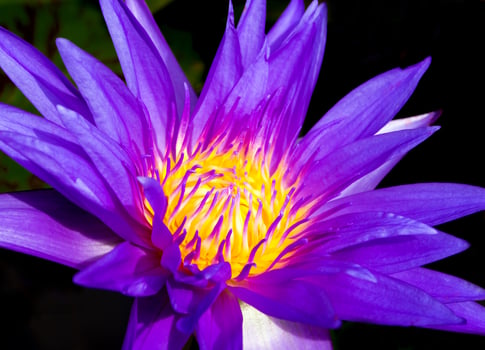 Blue petal and yellow pollen of water Lily photo