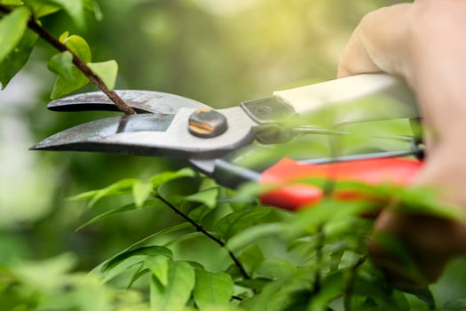 Asian gardener Pruning shears tree to cut branches on plant, hobby photo