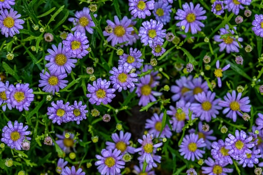 Purple daisies flower with water droplets in garden field. photo