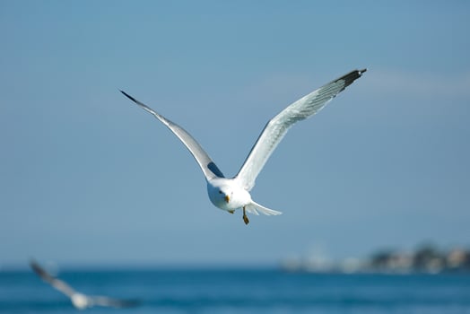 Sea Seagull, White Seagulls, Flying Seagull photo