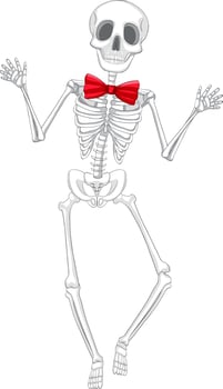 Isolated human skeleton anatomy vector