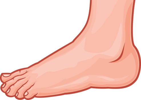 Human Leg Icon vector