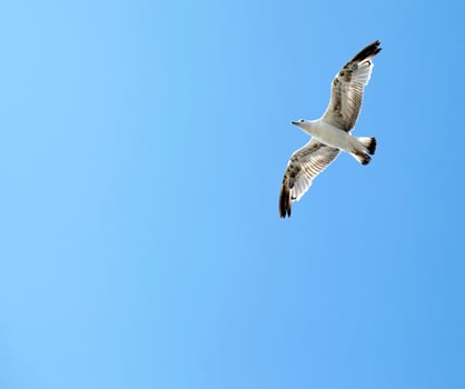 Animal Bird Seagull Flying on Sky photo