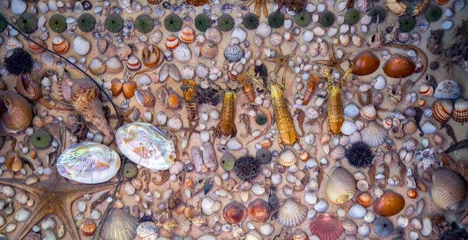 Sea Animal Dried Fish and Seashell photo