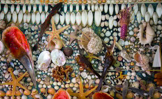 Sea Animal Dried Fish and Seashell photo