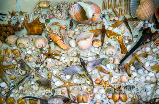 Sea Animal Dried Fish and Seashell photo