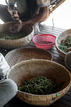 Farm workers sorting and selecting fresh pepper peppercorns on plantation in Kampot Cambodia photo
