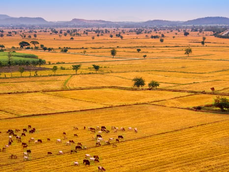 Cow herds in the grassland livestock photo