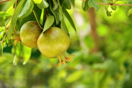 Green pomegranate on tree, growing fruit in garden photo
