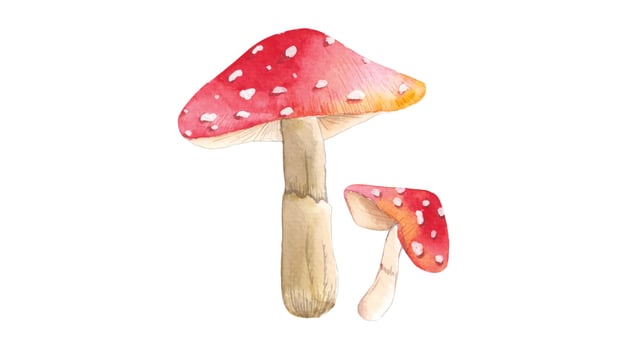Watercolor Illustration of Red Mushrooms vector