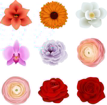 set of isolated flowers vector