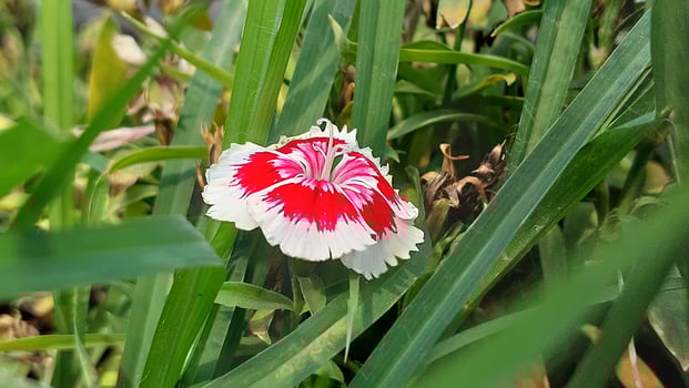 nature flower with green leaves photo