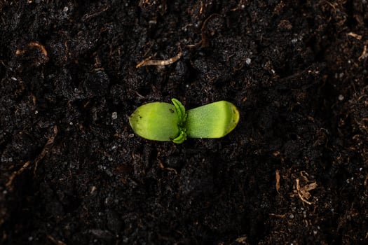 Young marijuana plant in a pot with earth close up, cotyledons first leaves of cannabis. photo