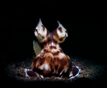 Mimic octopus on the seabed photo