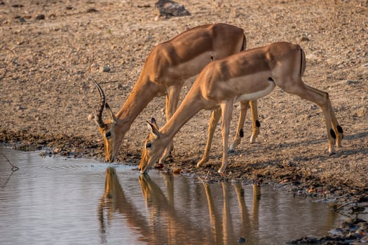 Drinking hole reflection photo
