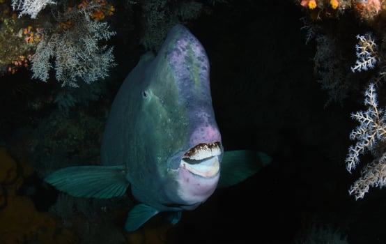 Giant Parrotfish hiding inside Liberty wreck. photo