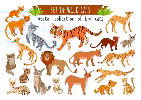 Set of wild cats. Vector cartoon exotic animals