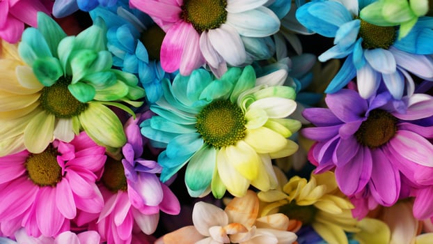 Rainbow Daisies. Bouquets of blossom rainbow flowers photo