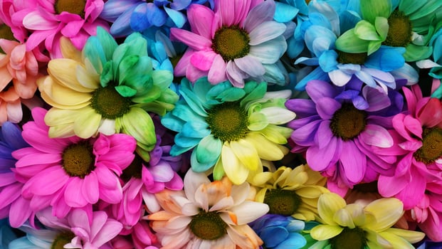 Rainbow Daisies. Bouquets of blossom rainbow flowers photo