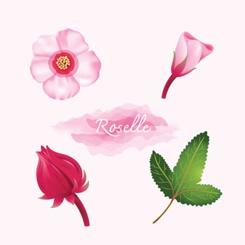 Okra flowers are edible red plants. vector