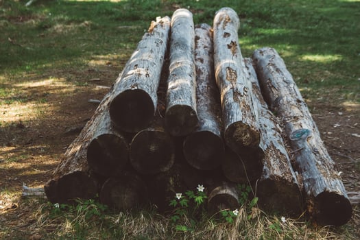 Stacked tree trunks photo