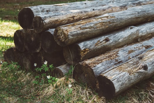 Stacked tree trunks photo