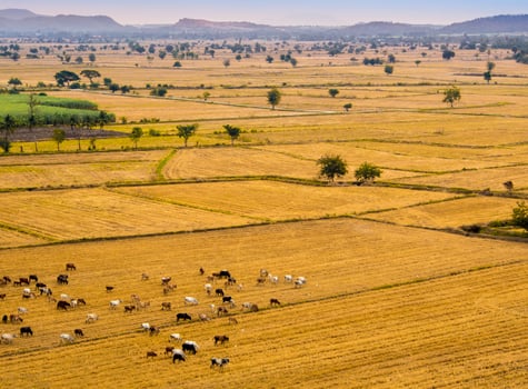 Cow herds in the grassland livestock photo